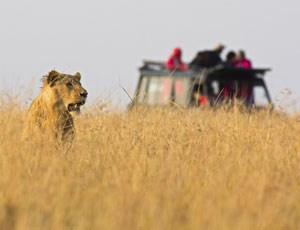 Safariresa i Serengeti 