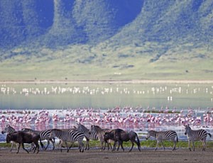 Safari i Ngorongoro