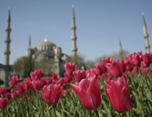 Tulpaner och den stora moskén i Istanbul